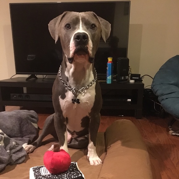 Kong Toy Dog Halloween Costume - Picture 3 of 3